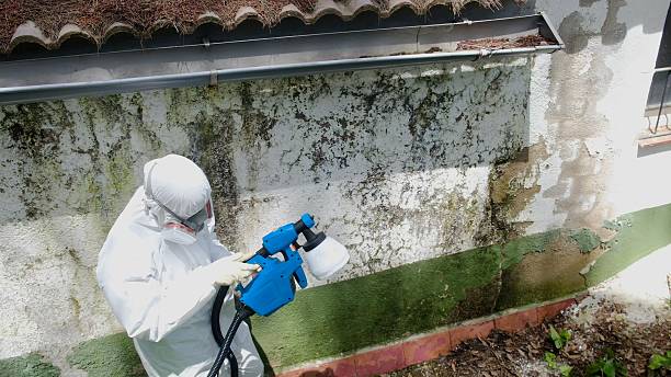 Trusted Attic Mold Removal service in Hawk Run, PA - Cheap Mold Removal
